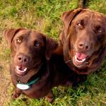 Chocolate Labradors (Source: Wikimedia/Mariah Gale)