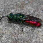 Chrysis_sp