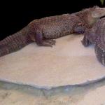 Police discover two crocodiles guarding drug money in Amsterdam Oost, 23 Feb 2016