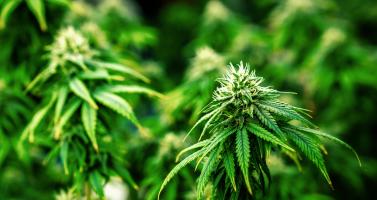 Cannabis plant with fully grown buds, ready to be harvested