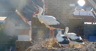 Storks in a nest at the beginning of a day expected to be very warm in the Netherlands. 18 June 2026